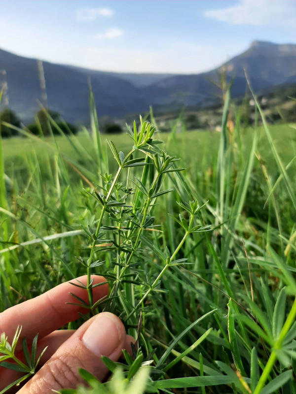 Des trésors sauvages des bords de chemin