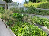 Visite du jardin au refuge des Graines