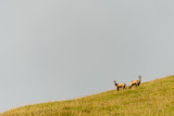 Randonnée photo chamois