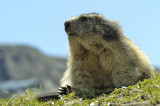 balade marmottes