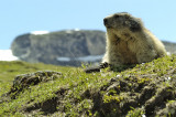 balade marmottes