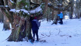 Bain de forêt hivernal