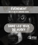 Dans les yeux du Husky