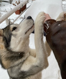 Dans les yeux du Husky