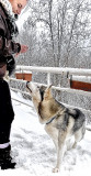 Dans les yeux du Husky