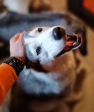 Dans les yeux du Husky
