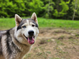 Dans les yeux du Husky