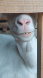 Sourire de Socrate