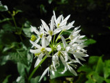 Plantes sauvages
