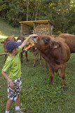 Découverte de la traite des vaches et des chèvres_Aillon-le-Jeune