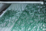 Spiruline des Bauges