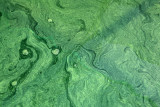 Spiruline des Bauges