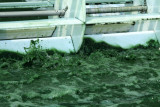Spiruline des Bauges