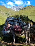 Heidi