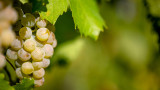 les vignobles à Vespa