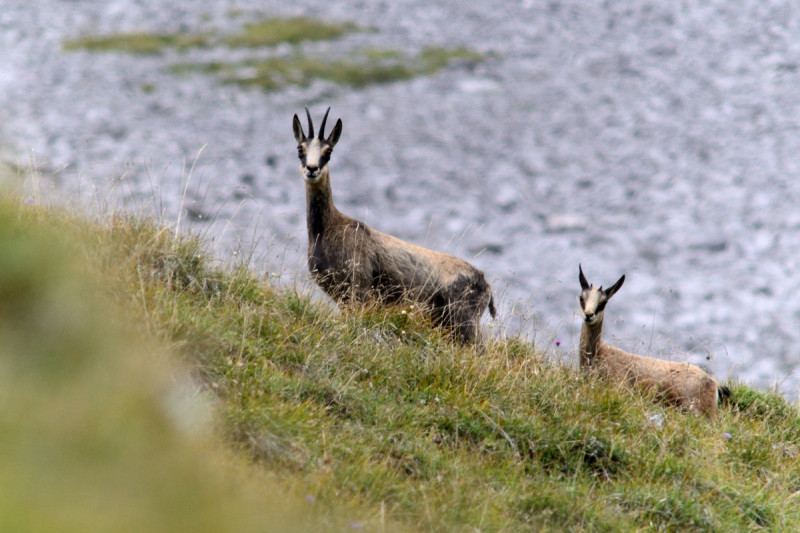 Randonnée photo chamois