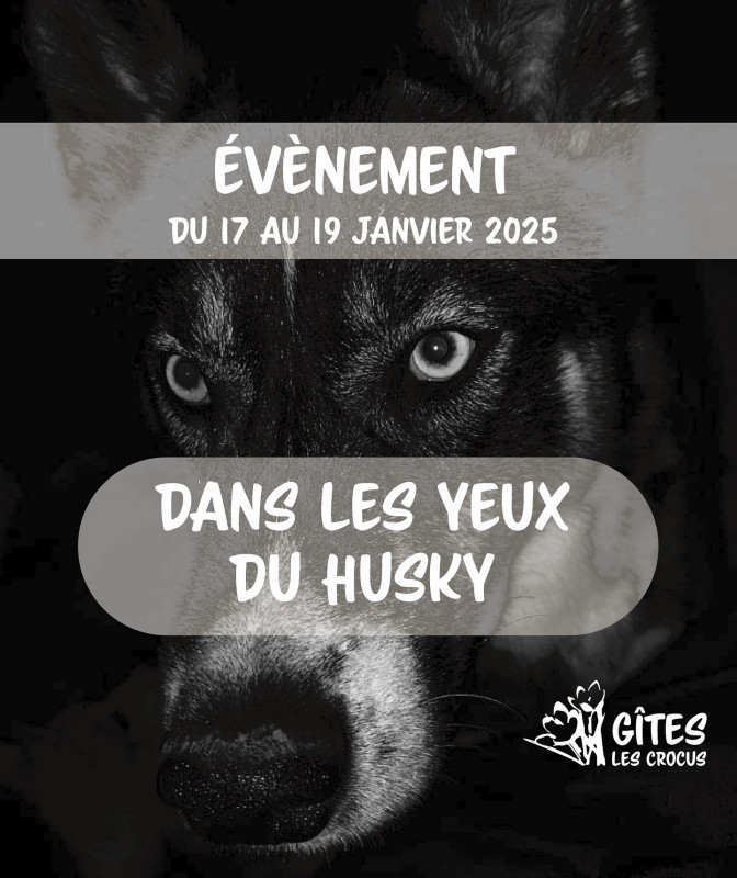 Dans les yeux du Husky