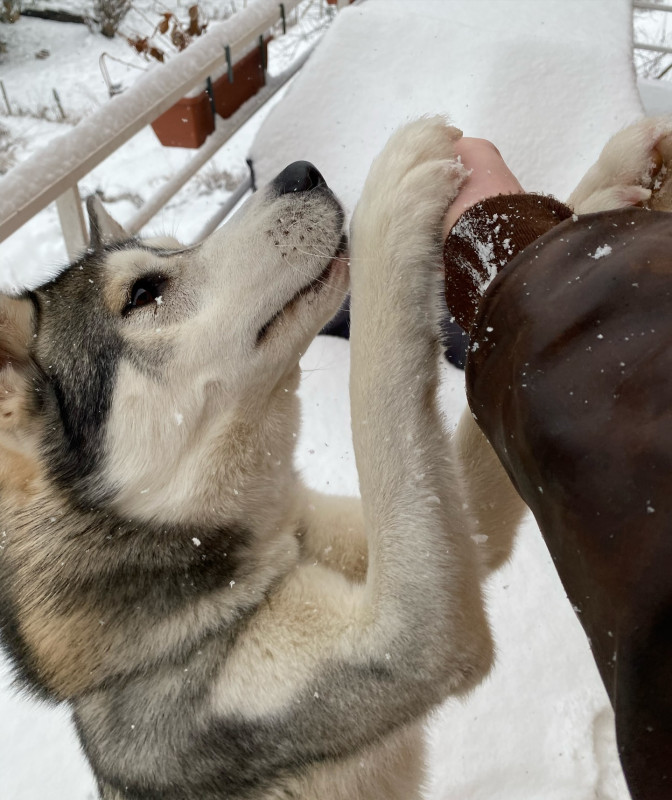 Dans les yeux du Husky