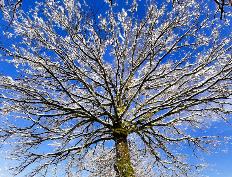Reconnaissance des arbres avec Muriel Lallée