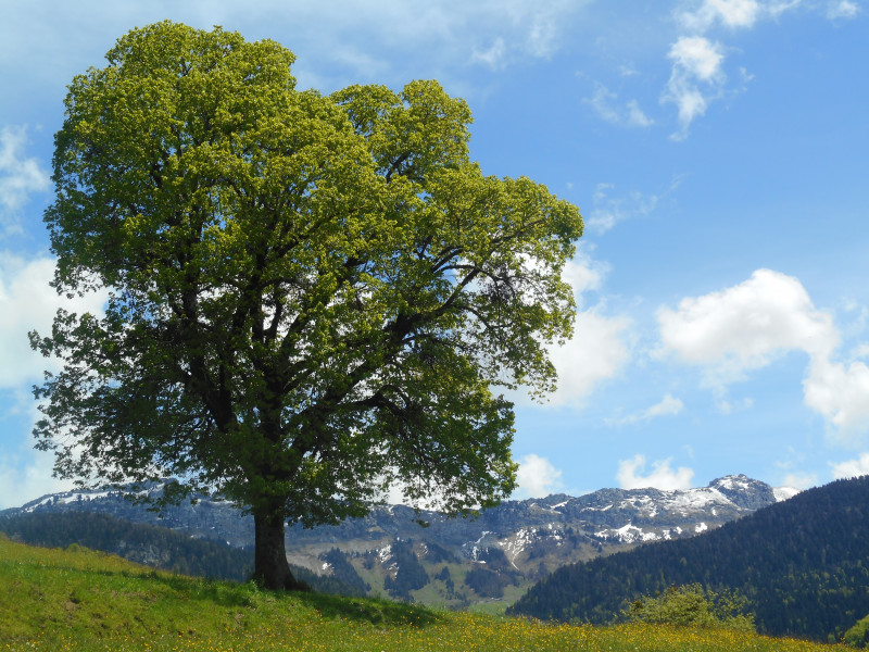 arbre