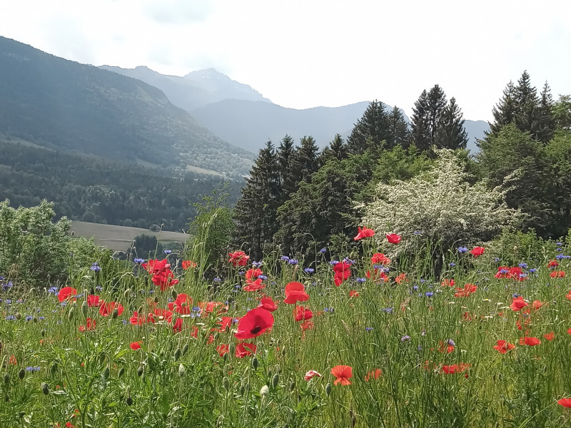 Cycle : Se soigner avec les plantes_Saint-François-de-Sales