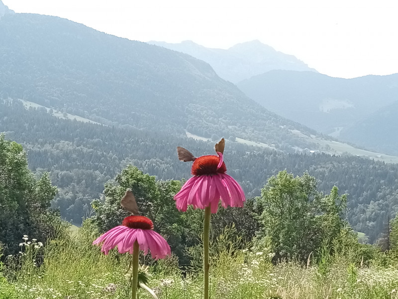 Cycle : Se soigner avec les plantes_Saint-François-de-Sales