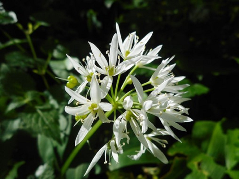 Plantes sauvages