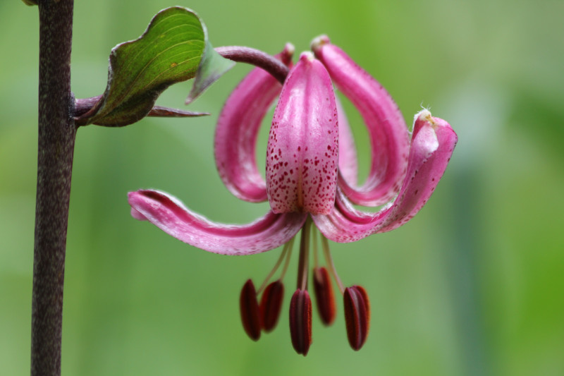 lys martagon