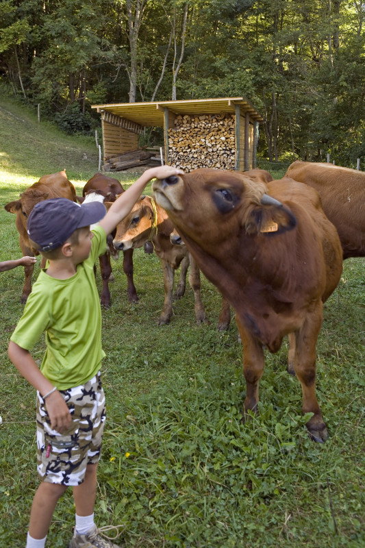 Découverte de la traite des vaches et des chèvres_Aillon-le-Jeune