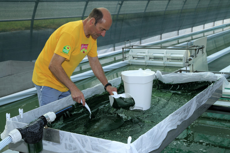 Spiruline des Bauges