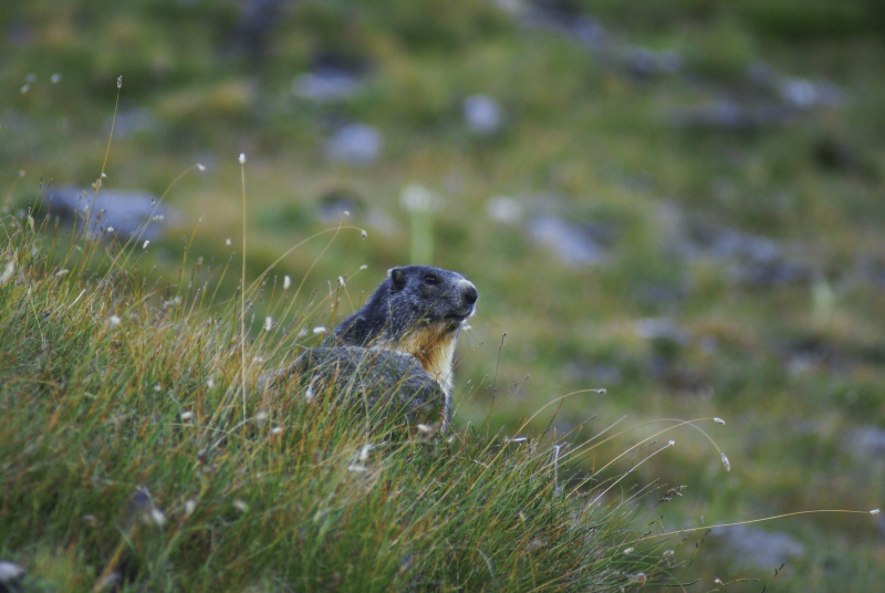Marmotte