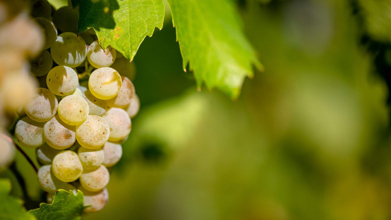les vignobles à Vespa