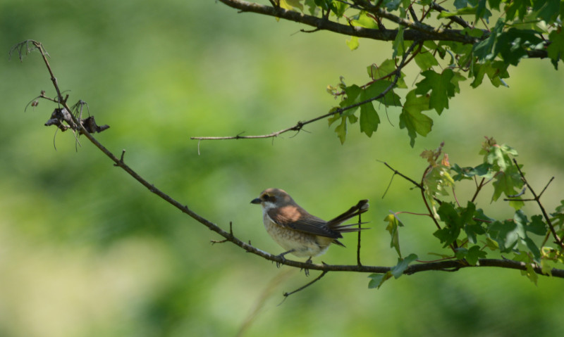 LES RENC'ARTS - Le piano déploie ses ailes. Sieste musicale à la découverte des oiseaux_La Thuile