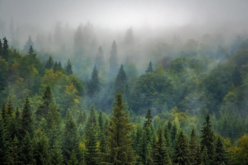 Forêt