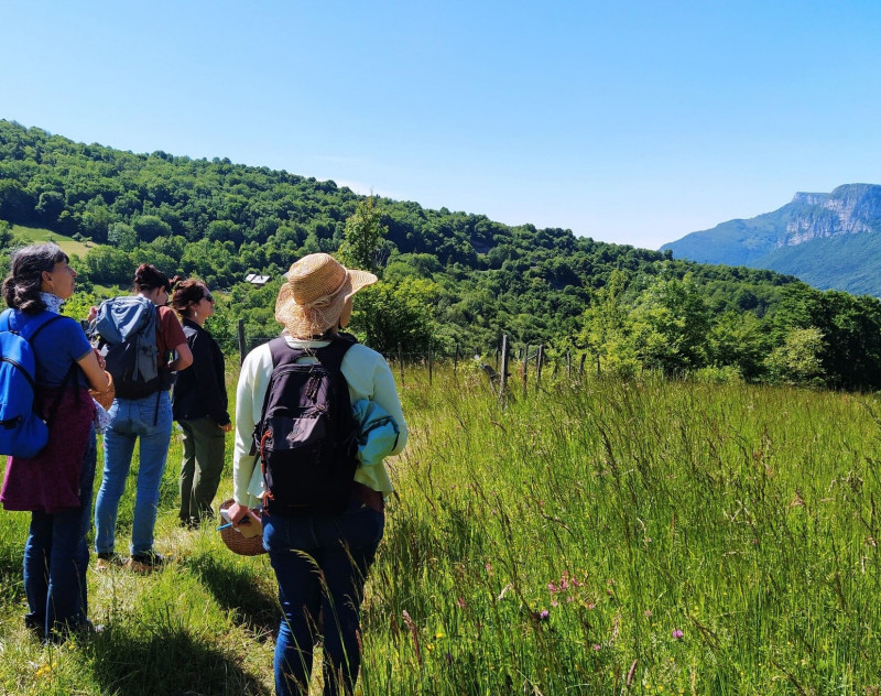Balade cueillette de plantes sauvages dans les Bauges